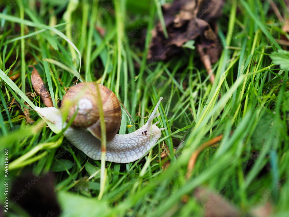 Schnecke kriechend auf grünem Gras. Weinbergschnecke im Garten. Schnecke kriechend auf grünem Gras. Weinbergschnecke im Garten.