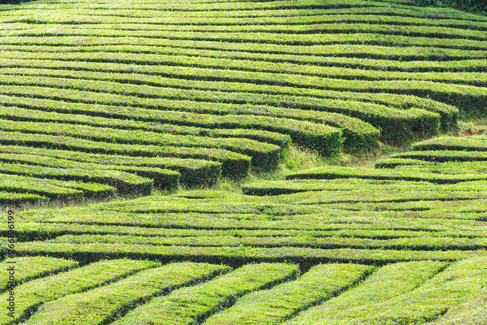 Tea plantations, unique in Europe, Portugal, Sao Miguel island, Portugl Tea plantations, unique in Europe, Portugal, Sao Miguel island, Portugl
