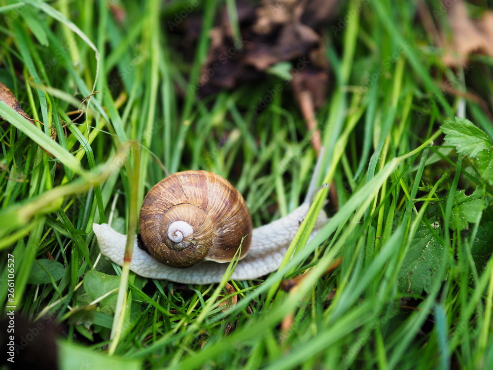 Schnecke kriechend auf grünem Gras. Weinbergschnecke im Garten. Schnecke kriechend auf grünem Gras. Weinbergschnecke im Garten.