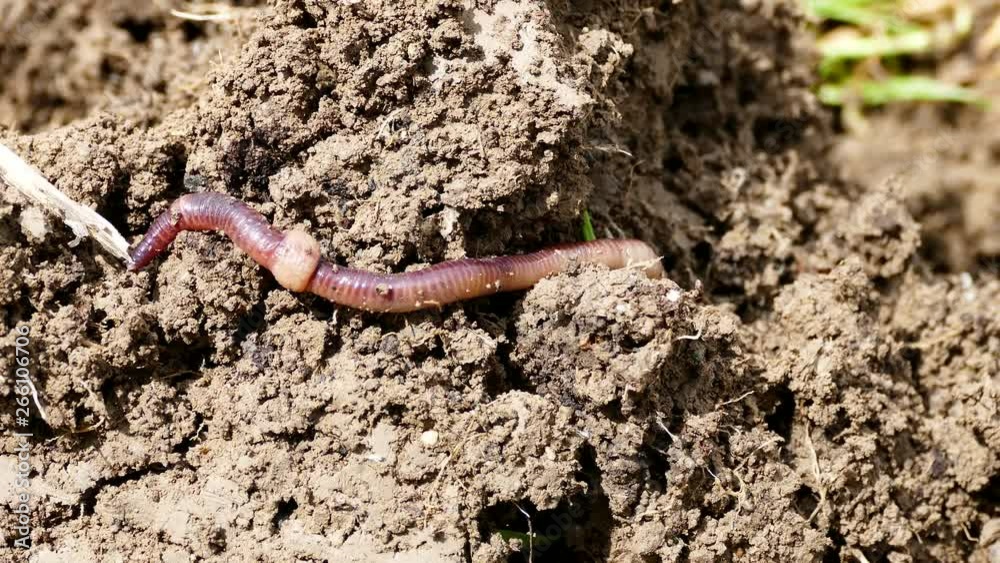 natural earth and worm, earth and worm, natural hefty worm, worm and worm manure, It is important for earth worms, natural earth and worm, earth and worm, natural hefty worm, worm and worm manure, It is important for earth worms,