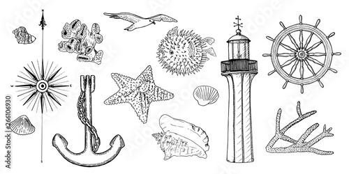 Naval set nautical symbols. Gulls, helm, steering wheel, anchor, light house, coral, shell, wind rose, swellfish, sea star, starfish,