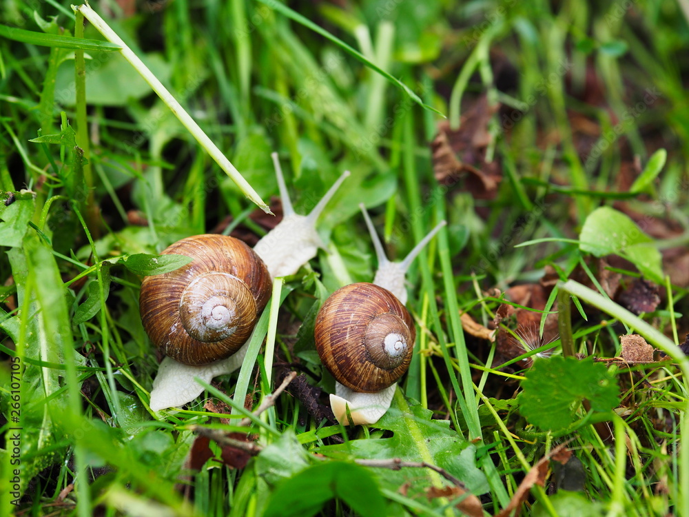 Schneckenpärchen. Ein Paar Schnecken auf Gras kriechend. Weinbergschnecken im Garten.