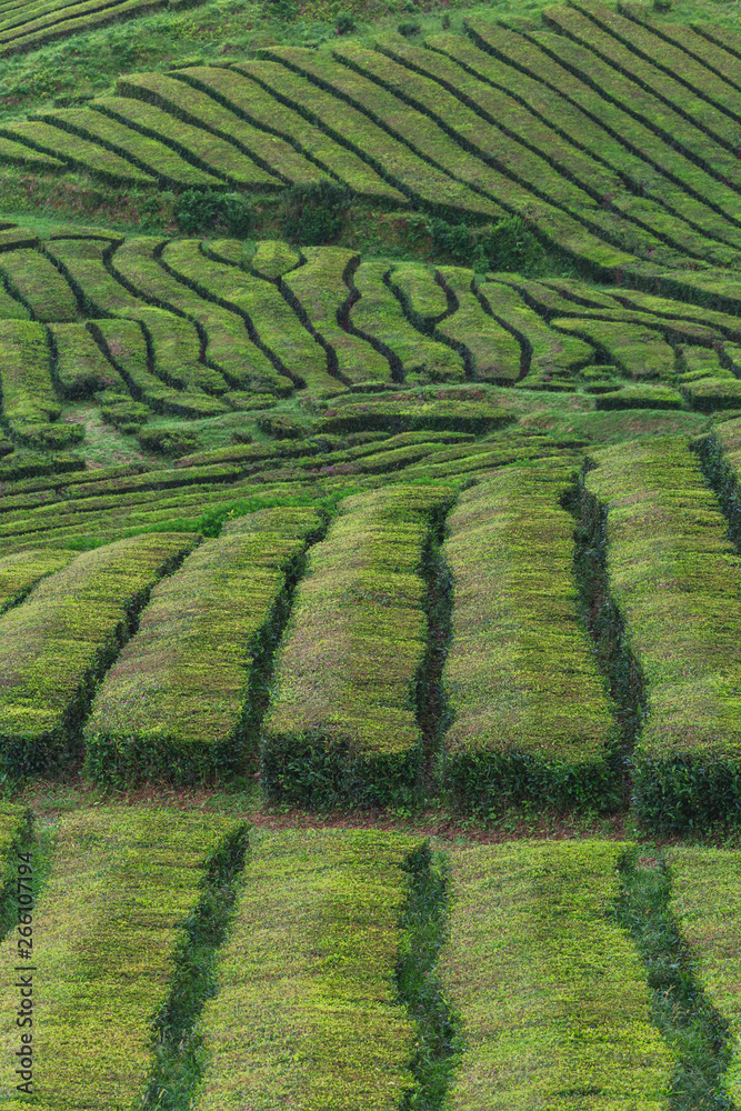 Tea plantations, unique in Europe, Portugal, Sao Miguel island, Portugl Tea plantations, unique in Europe, Portugal, Sao Miguel island, Portugl