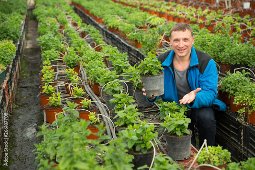 Portrait of man tending and cultivating flowers mint in glasshouse