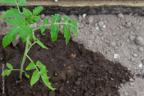 Small tomato seedling in the ground. Space to the right for lettering or design. Close up. Selective focus.