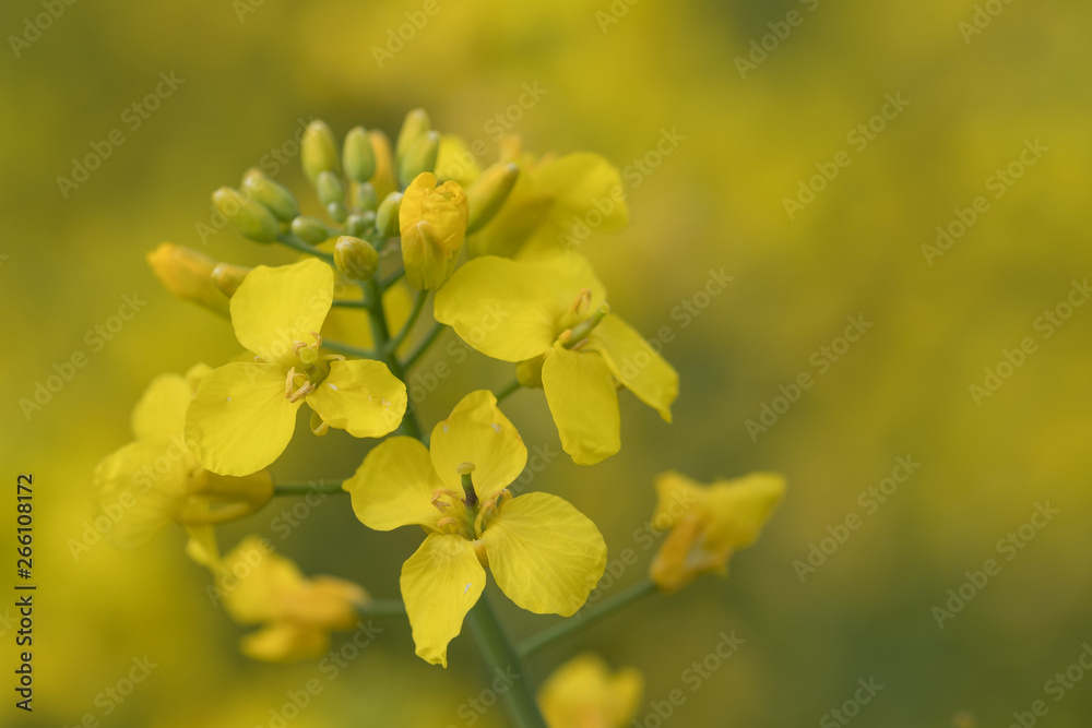 Yellow flowers on background of green leaves.Field of rape Yellow flowers on background of green leaves.Field of rape