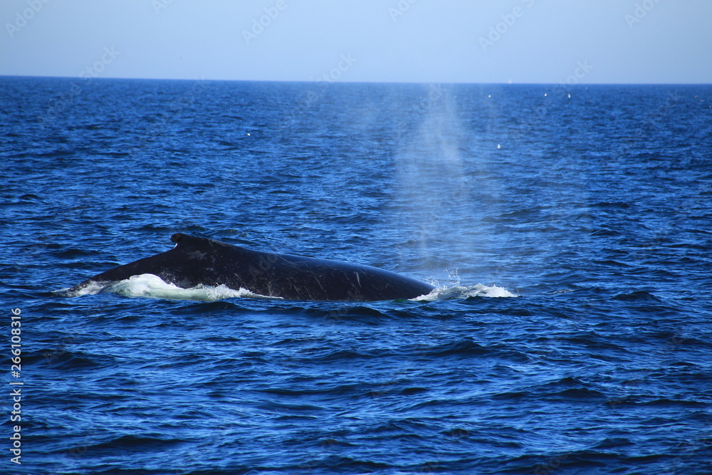 Fototapeta premium Walfisch