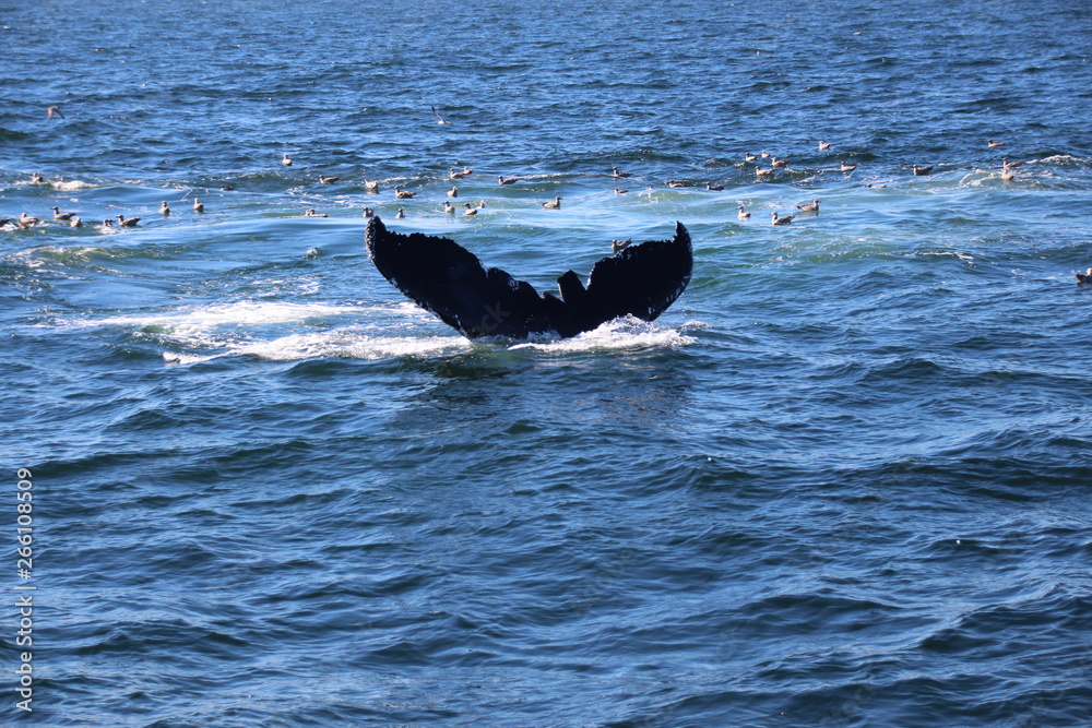 Fototapeta premium Walfisch