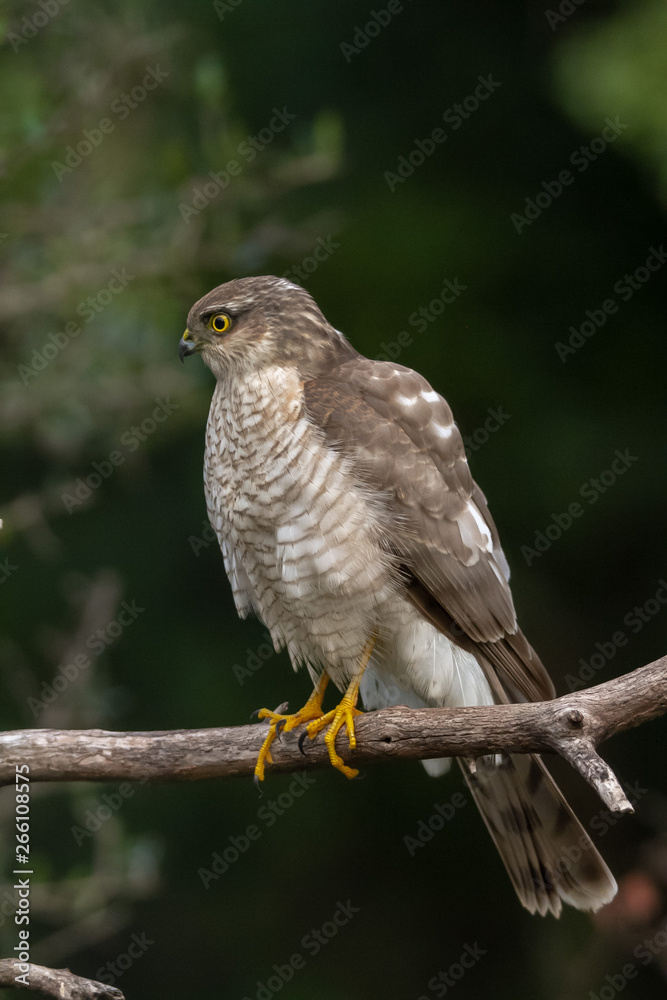 The Eurasian Sparrowhawk, in the beautiful colorful autumn environment. The Eurasian Sparrowhawk, in the beautiful colorful autumn environment.