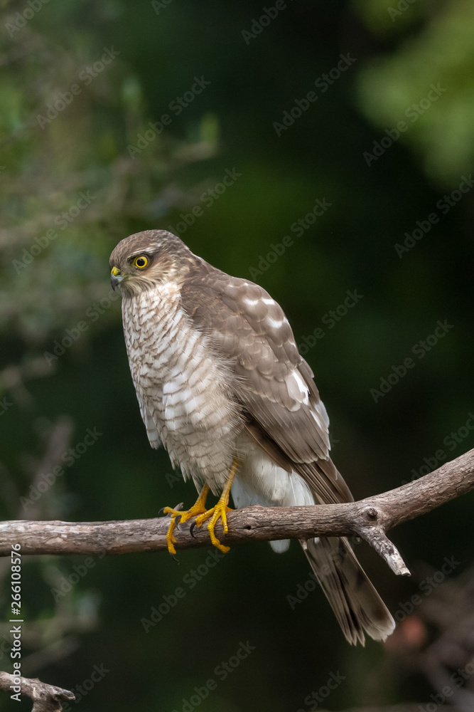 The Eurasian Sparrowhawk, in the beautiful colorful autumn environment. The Eurasian Sparrowhawk, in the beautiful colorful autumn environment.