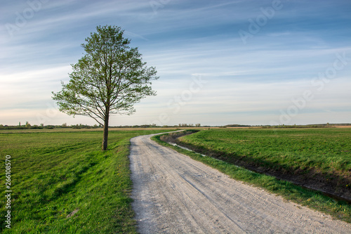 Rural road through green meadows and lonely tree