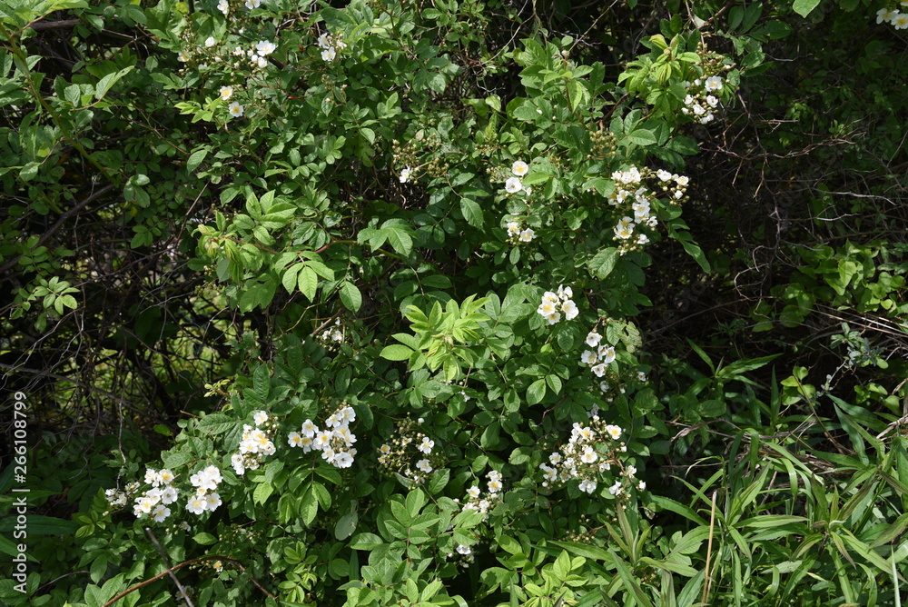 Multiflora rose (Rosa multiflora)