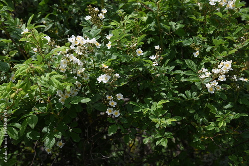 Multiflora rose (Rosa multiflora)
