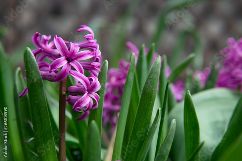 purple flowers in the garden