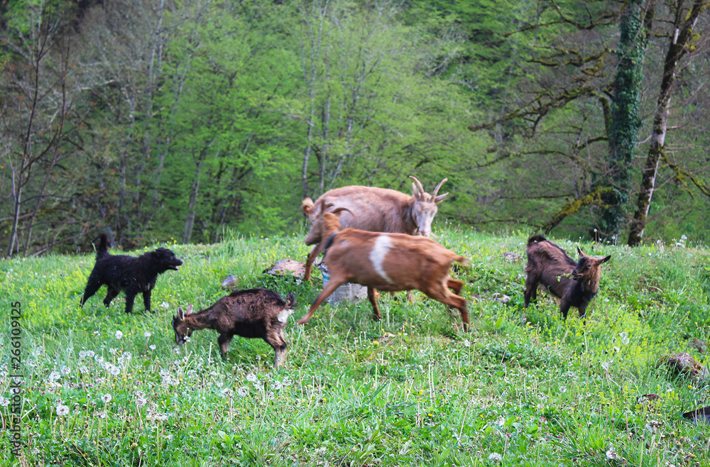 Goat in grass and dandelions in courtyard of Djurdjevica Tara monastery with Tara river in background and trees in mountains, Montenegro Goat in grass and dandelions in courtyard of Djurdjevica Tara monastery with Tara river in background and trees in mountains, Montenegro