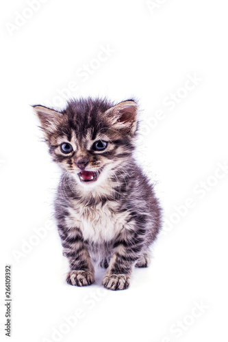 Gray striped kitten with blue eyes. Isolated white