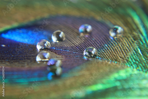 Water drop on a peacock feather