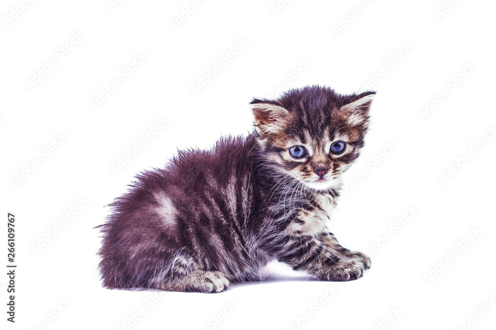 Gray striped kitten with blue eyes. Isolated white
