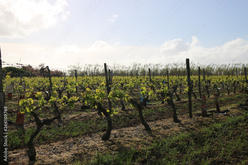 vignoble ile de ré