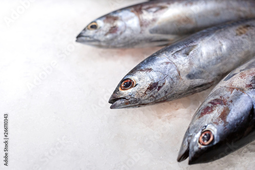Big fresh whole raw tuna fish on the ice. Traditional premium seafood.