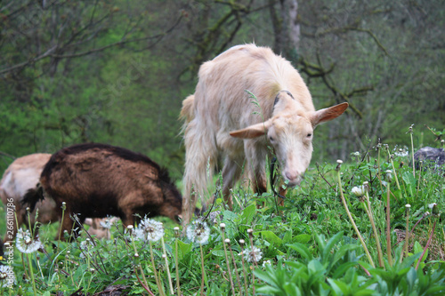 Goat in grass and dandelions in courtyard of Djurdjevica Tara monastery with Tara river in background and trees in mountains, Montenegro © Violeta