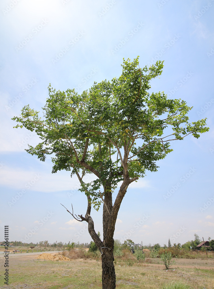 Big tree in summer at outdoor Big tree in summer at outdoor