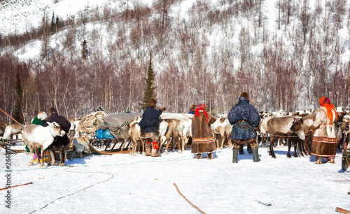 Nenets nomadic reindeer herders catch reindeer in order to harness them in the sledges