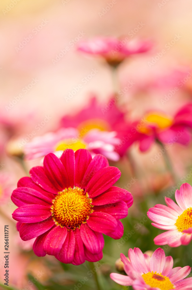 Obraz premium Closeup of pink daisy flower artistic blur