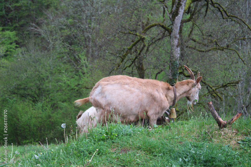 Goat in grass and dandelions in courtyard of Djurdjevica Tara monastery with Tara river in background and trees in mountains, Montenegro Goat in grass and dandelions in courtyard of Djurdjevica Tara monastery with Tara river in background and trees in mountains, Montenegro