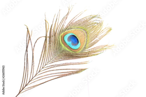 Peacock feather isolated on white background with copy space