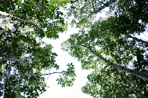 Top view tropical trees growing in a forest on white isolated background for green foliage backdrop 