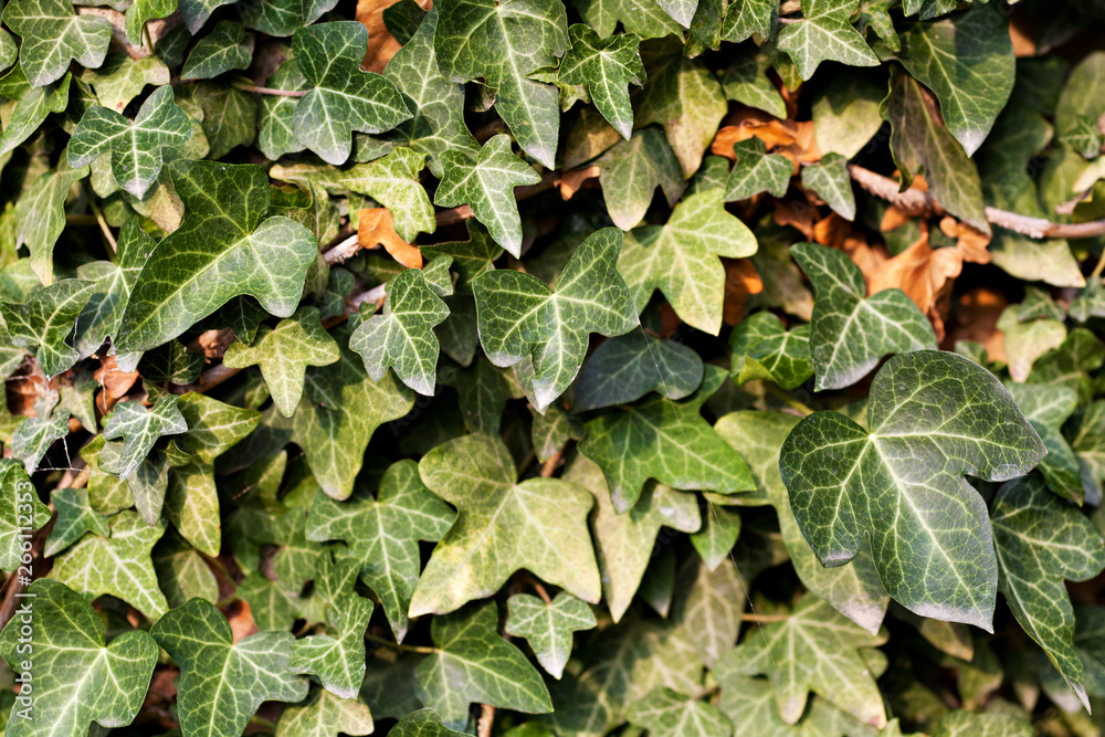 Fototapeta premium Many leafs of ivy cover a wall