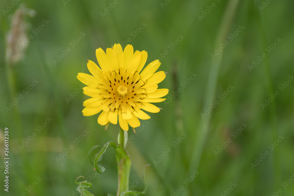 Yellow dandelion in the grass.Yellow flower in the field. Yellow dandelion in the grass.Yellow flower in the field.