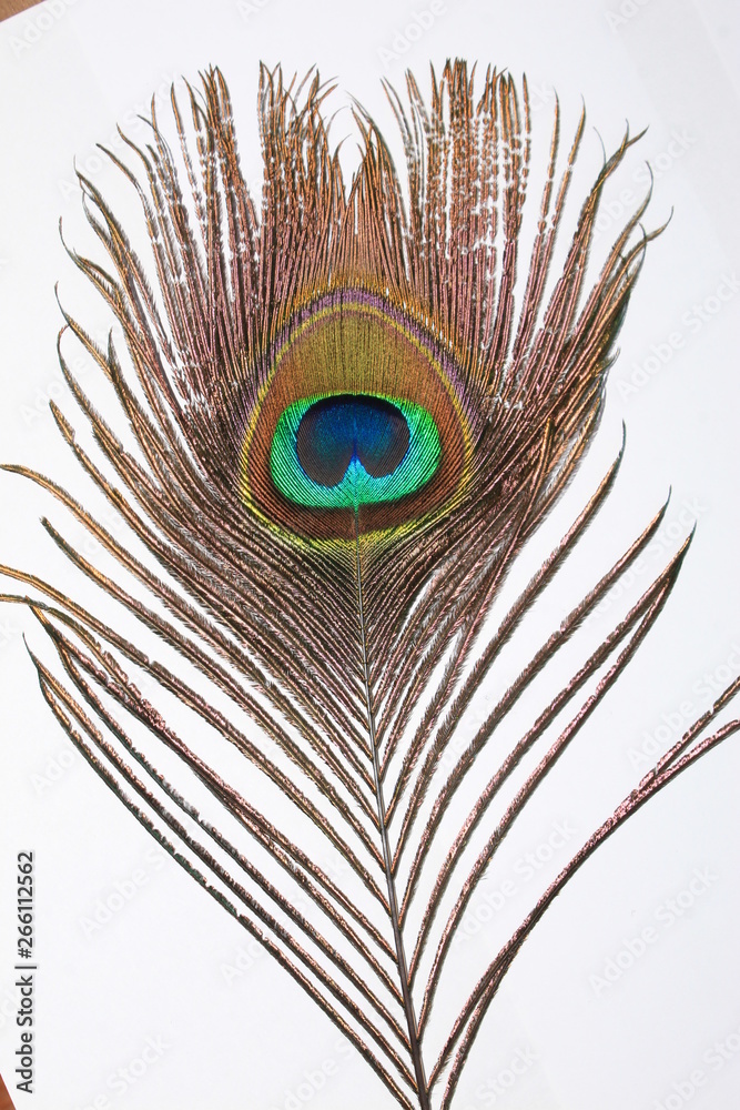 Obraz premium Peacock feather isolated on white