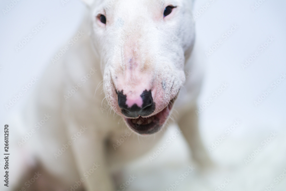 English Bull Terrier white dog is furious and angry closeup.Beautiful doggy, pet concept, domestic animal.