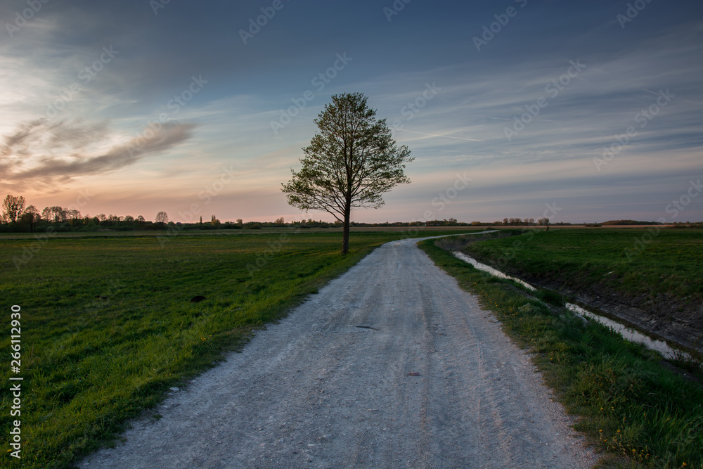 Gravel road through meadows, lonely tree and evening clouds