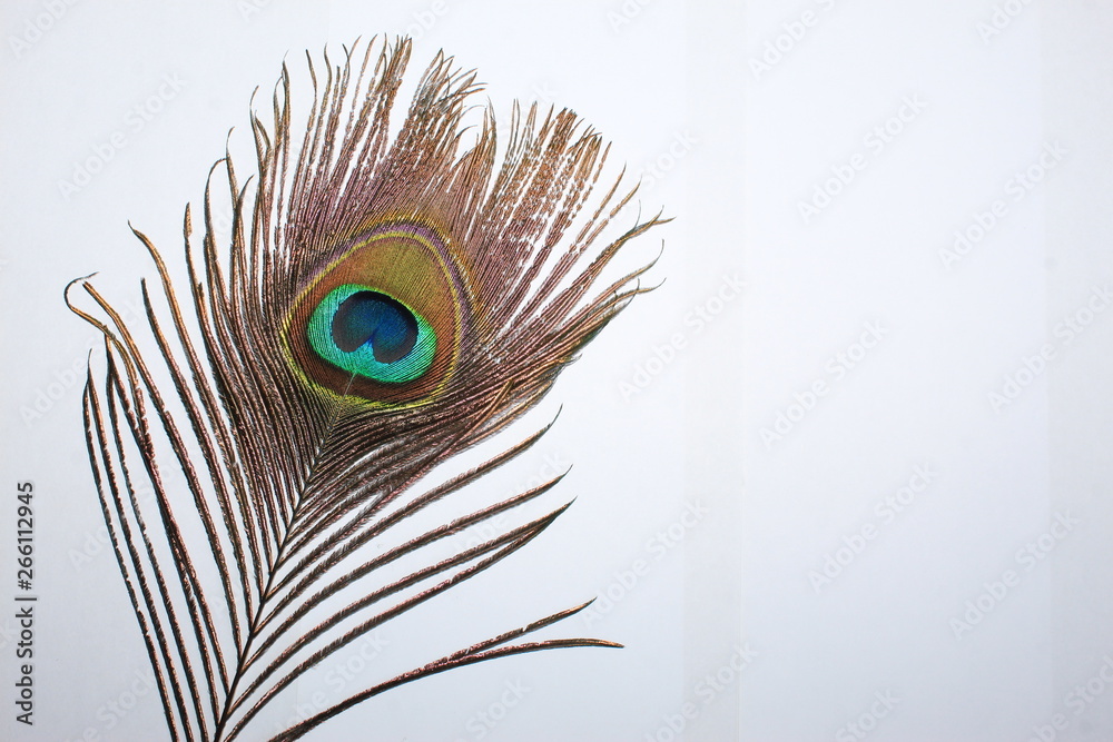 Fototapeta premium Peacock Feather