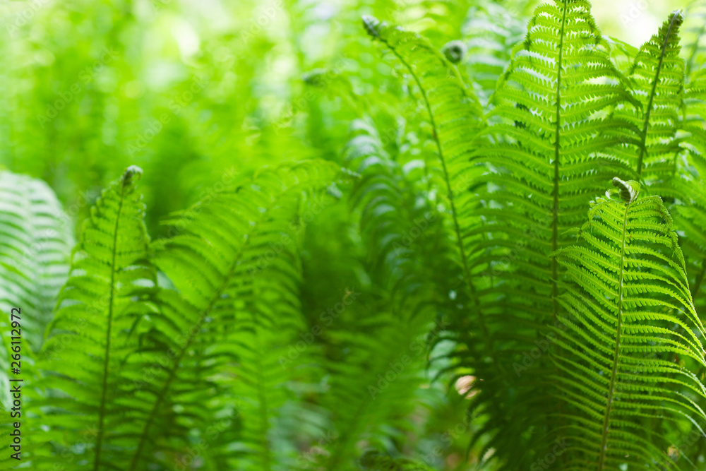 Eco nature / green abstract background defocused.Spring summer season