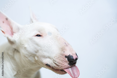 Hungry Bull terrier dog showing tongue on blue empty background © 24K-Production