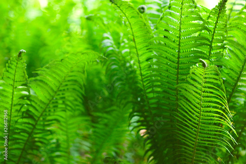 Eco nature   green abstract background defocused.Spring summer season