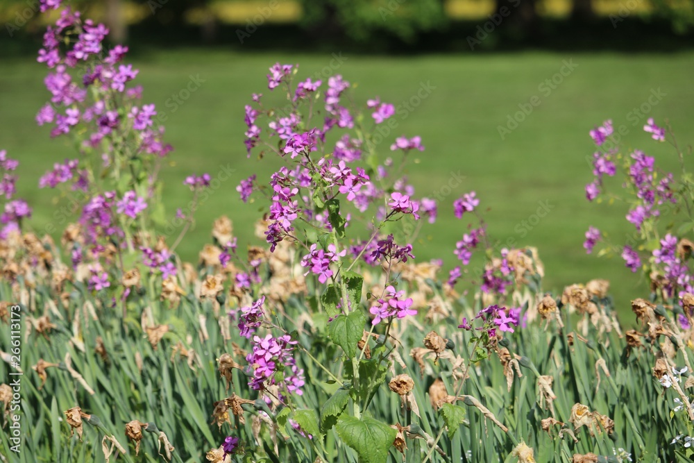 Obraz premium field of purple flowers