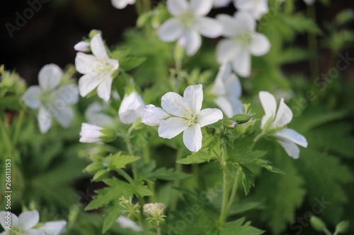 white flowers in garden