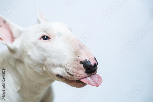 Hungry Bull terrier dog showing tongue on blue empty background © 24K-Production