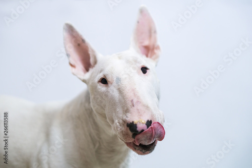 Hungry Bull terrier dog showing tongue on blue empty background