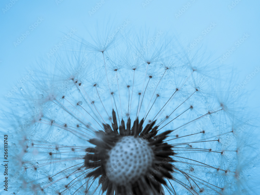 Obraz premium Pusteblume