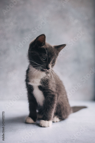 Little grey cat with white feet on grey background
