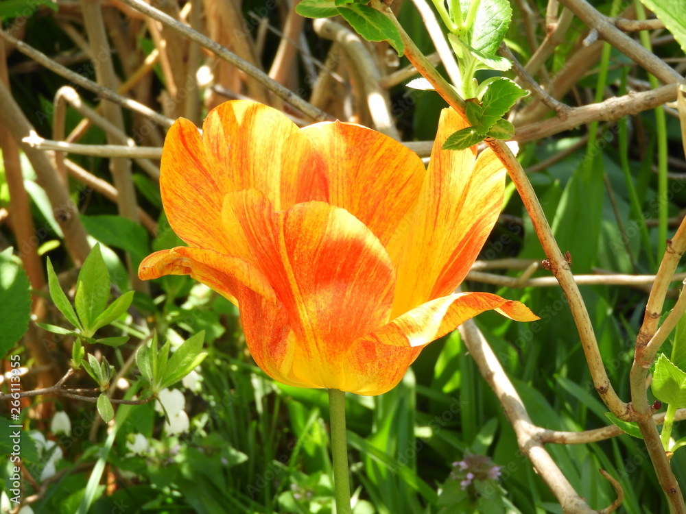 Fototapeta premium チューリップ