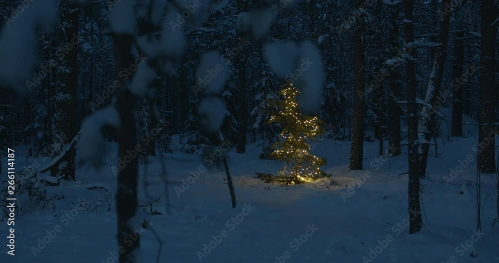 Christmas tree in snow covered winter forest at night