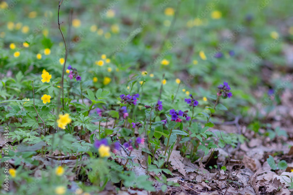yellow forest flowers taken on a cloudy spring day