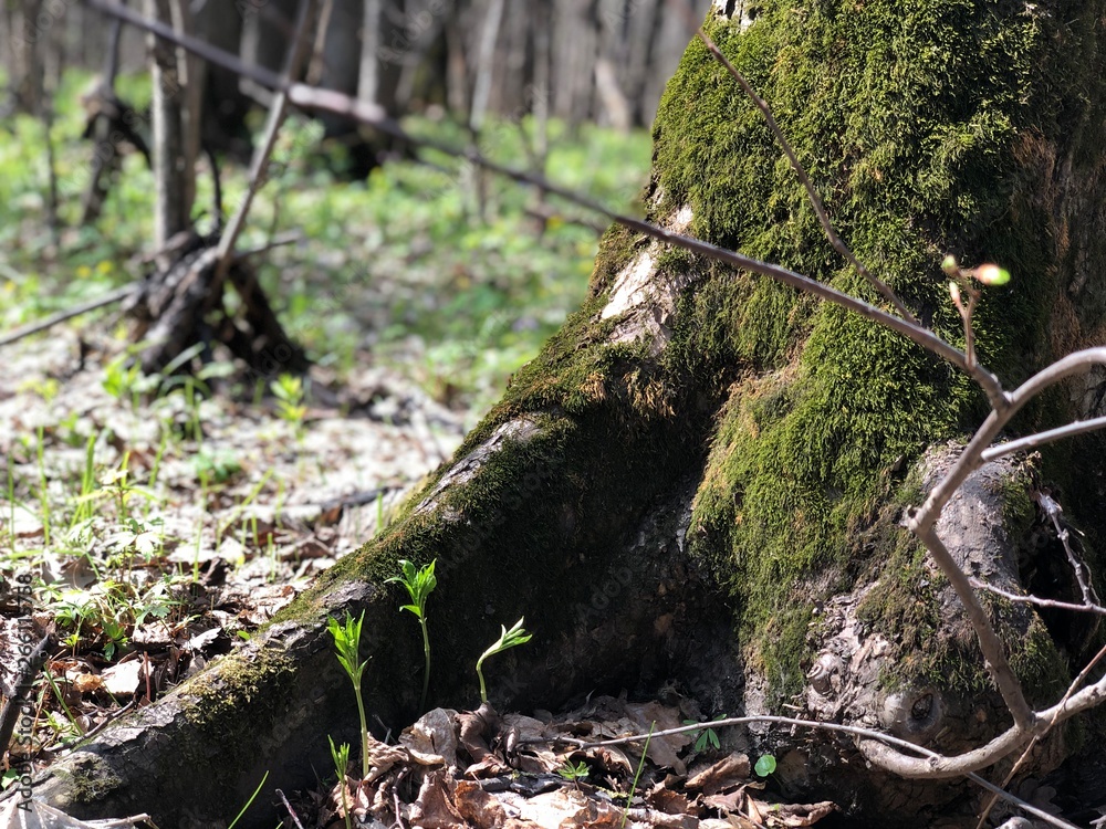 Fototapeta premium stream in the forest